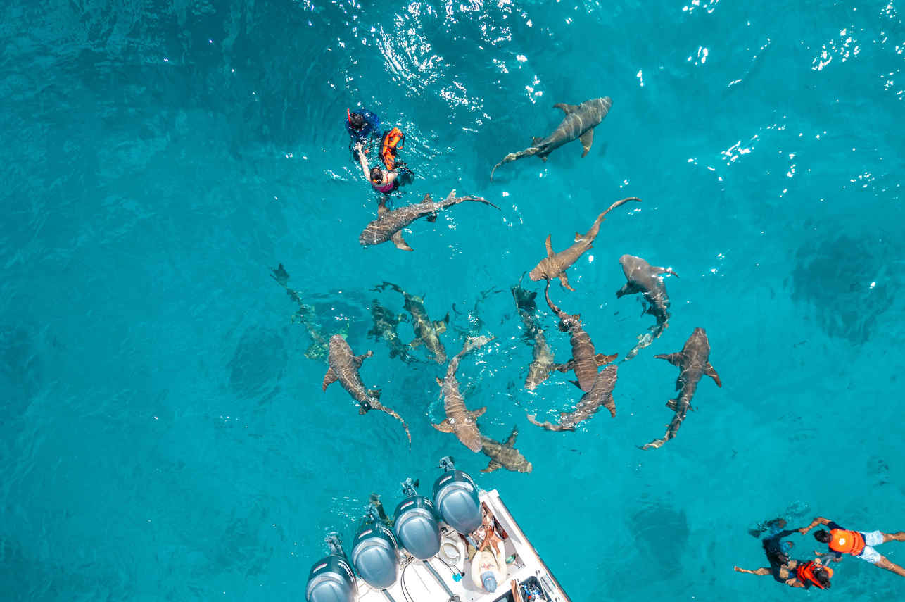 Shark - Maldives Legend Odyssey