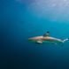 Tubarão - Arora Virgo