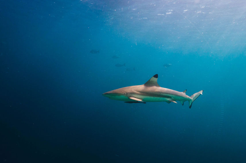 Shark - Arora Virgo