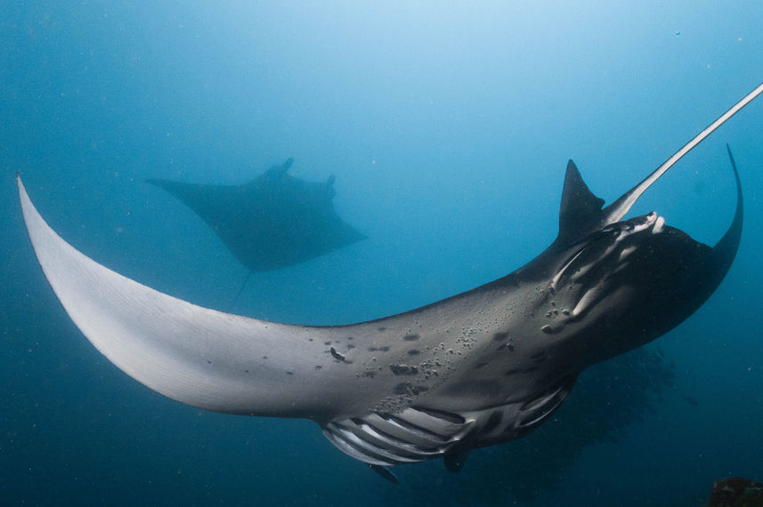 Manta Ray - Arora Virgo