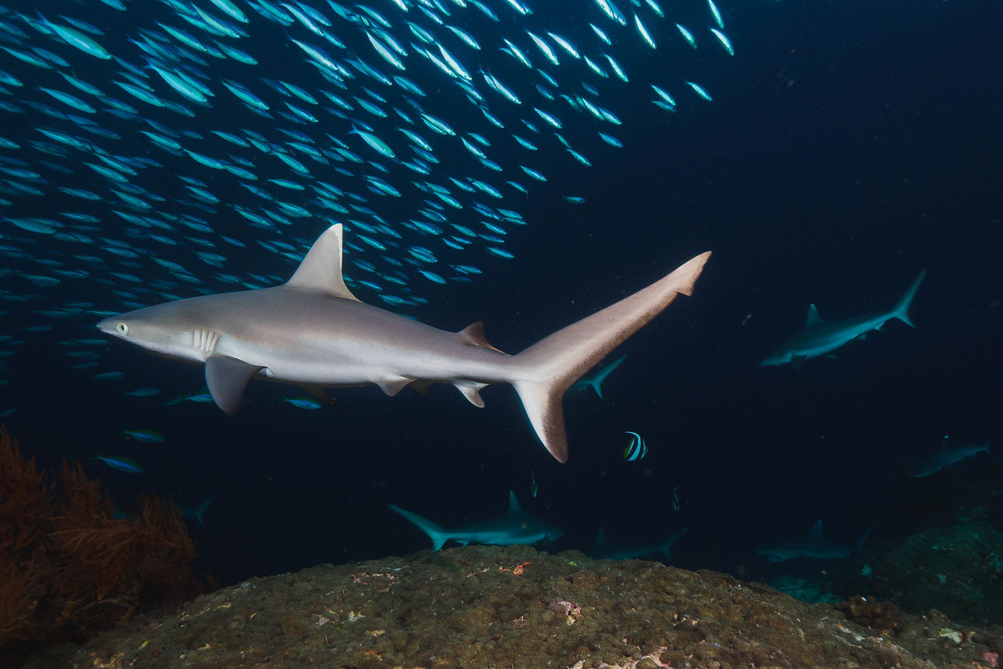 Shark - Arora Virgo