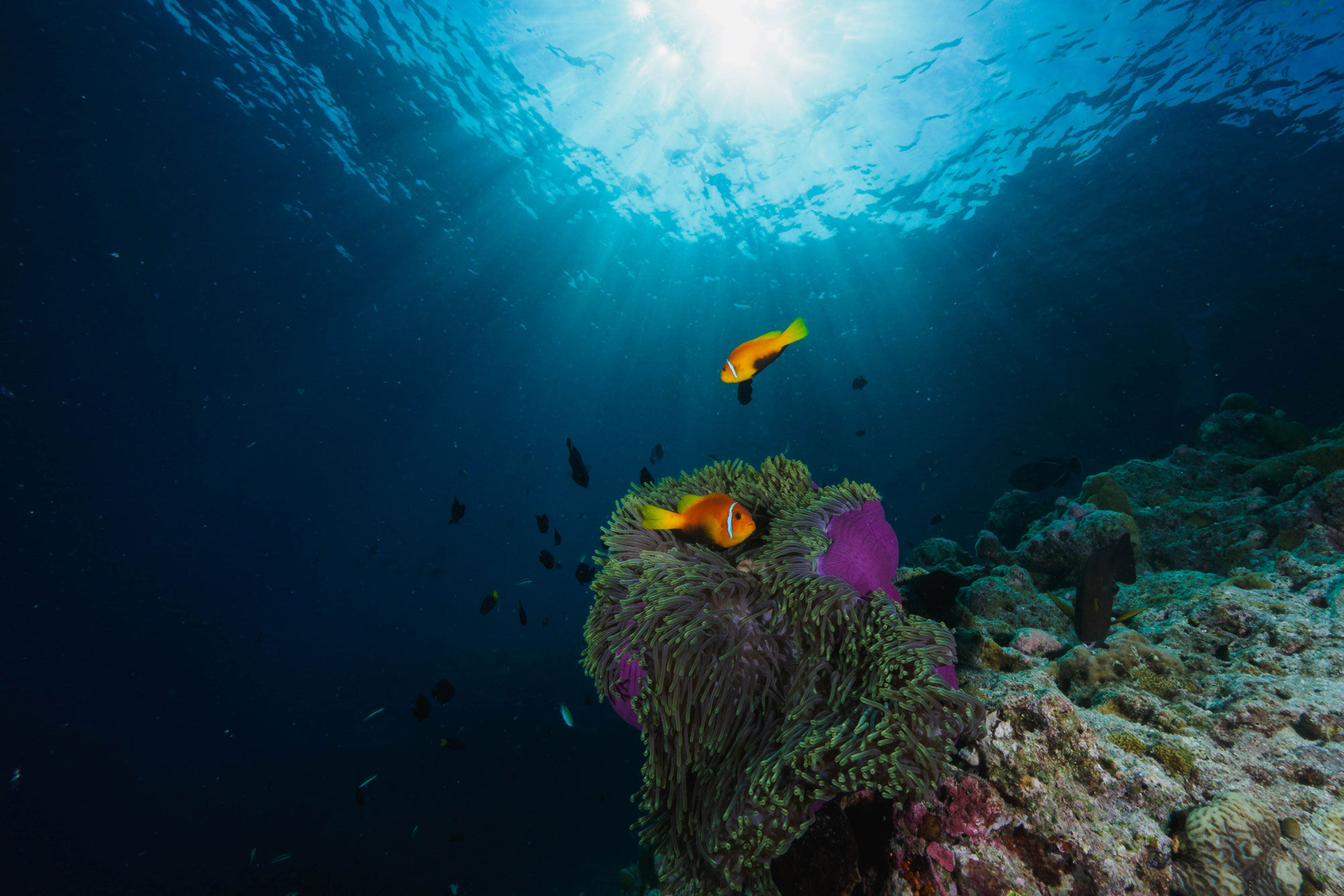 Onderwaterleven - Arora Virgo