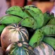 Fogo Market - Cape Verde