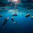 Vie aquatique - New Sambo
