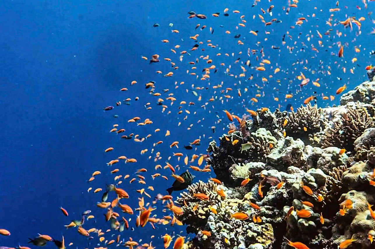 #marinelife - New Sambo