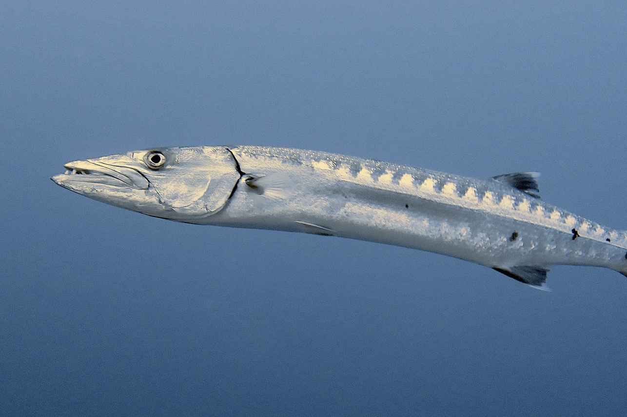#marinelife - New Sambo