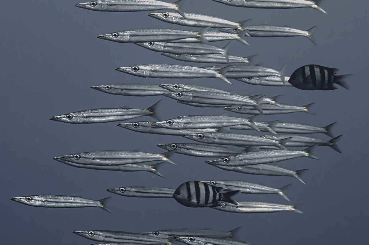 #marinelife - New Sambo