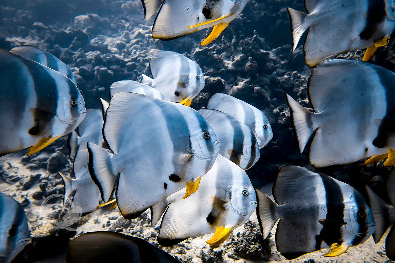 #marinelife - New Sambo