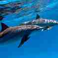 Vie aquatique - New Sambo