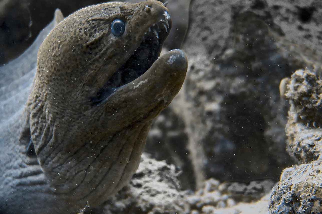 #marinelife - New Sambo