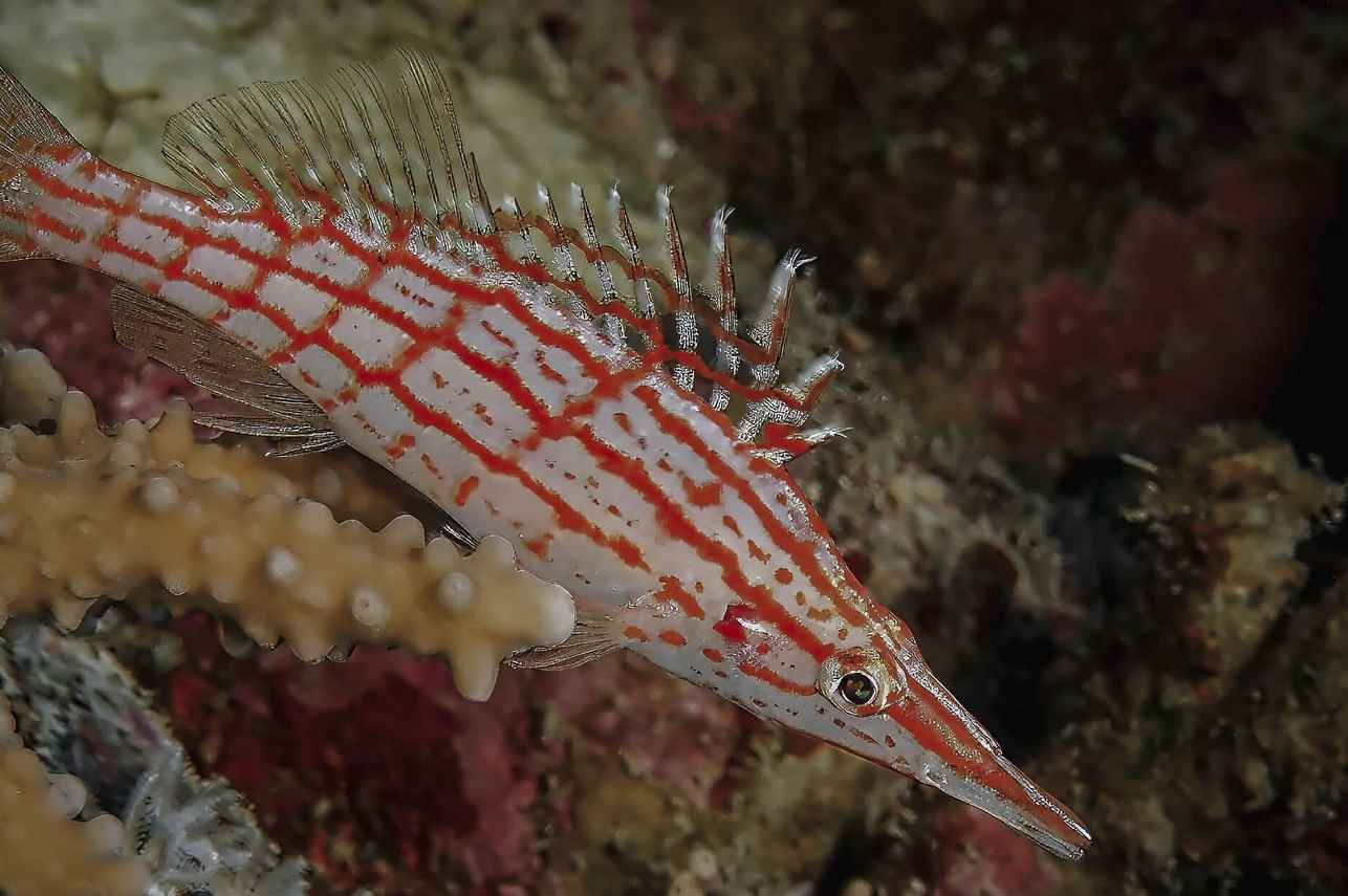 #marinelife - New Sambo