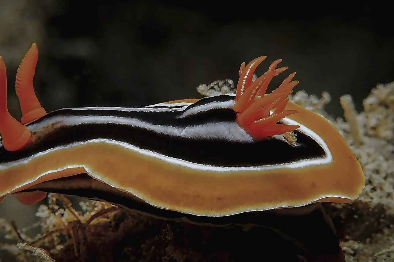 #marinelife - New Sambo
