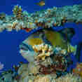 Vie aquatique - New Sambo