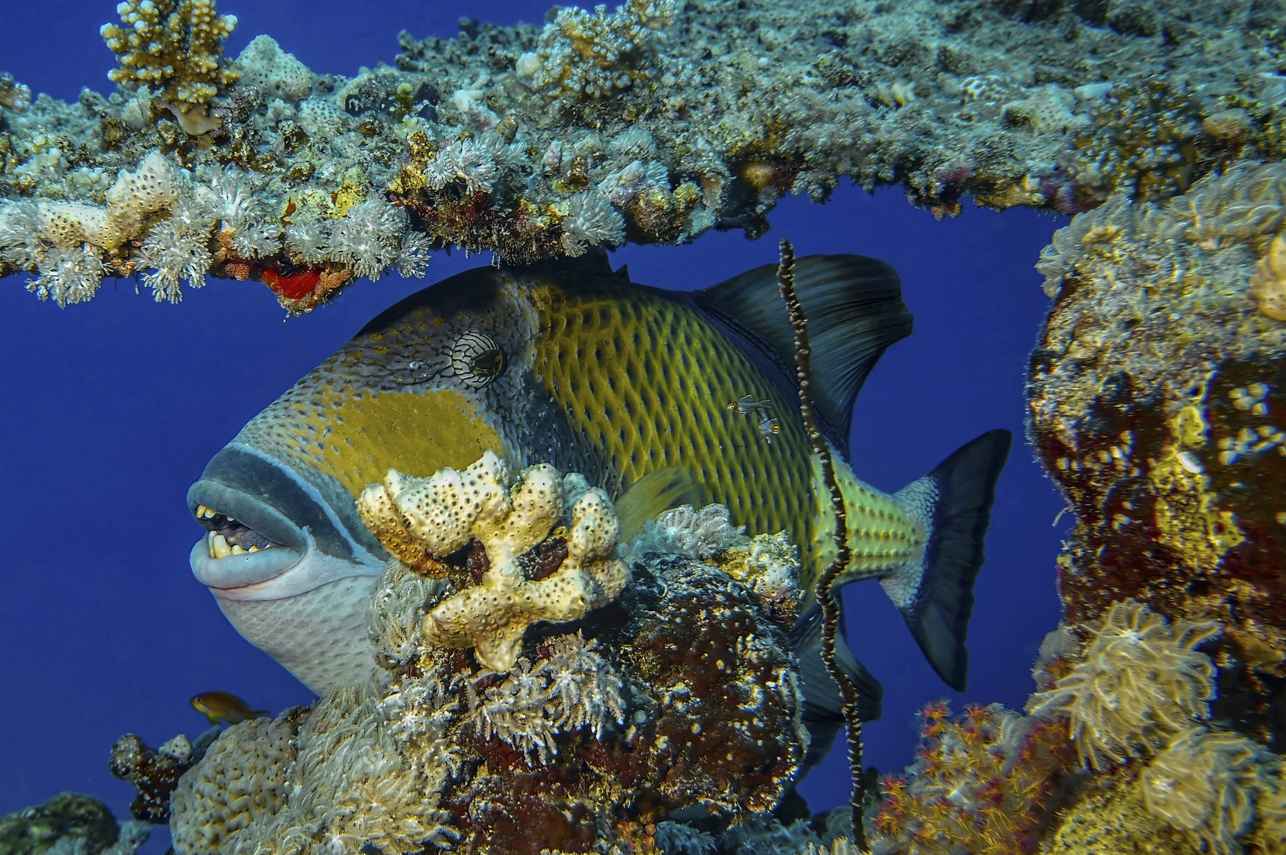#marinelife - New Sambo