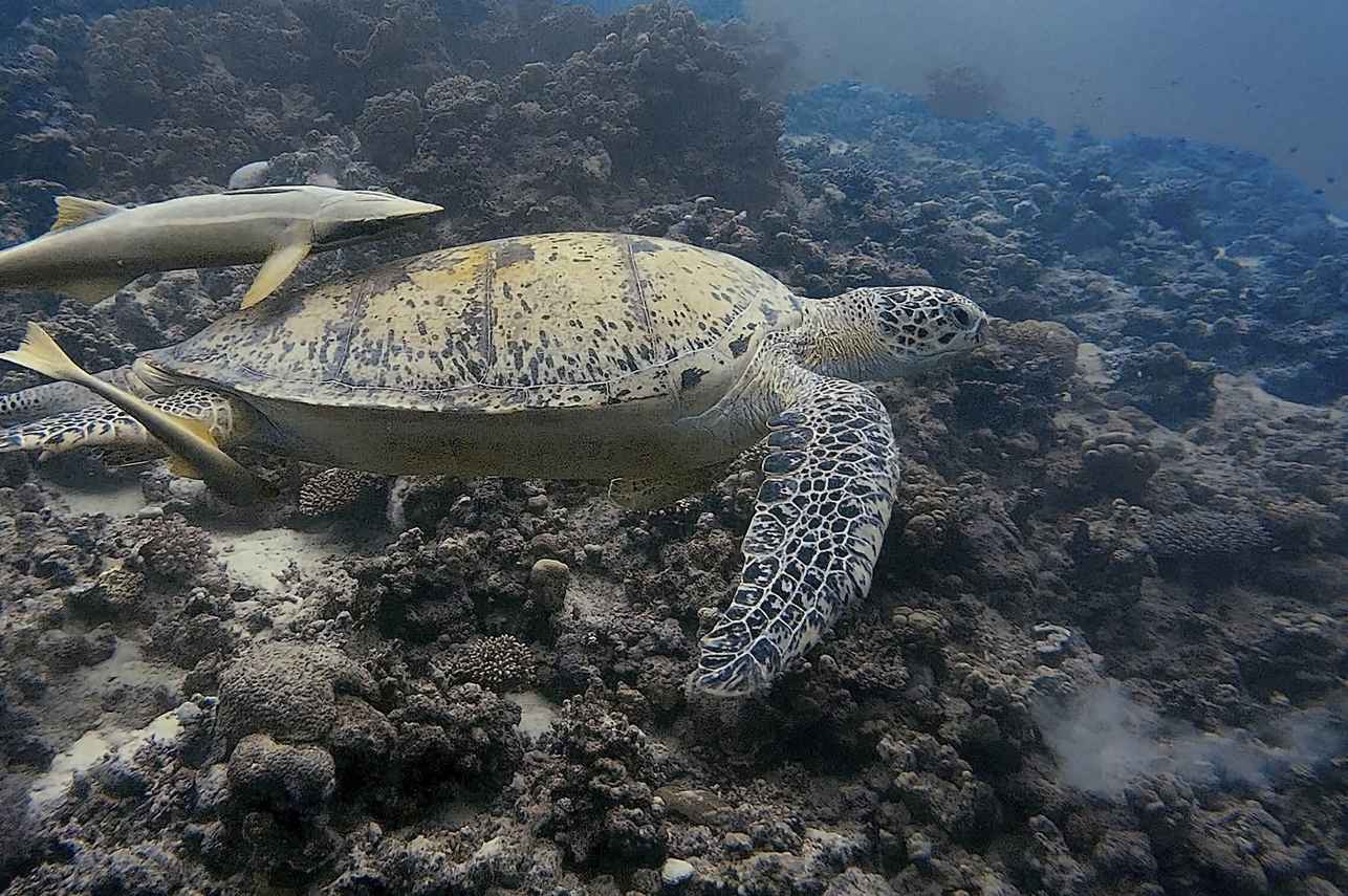 #marinelife - New Sambo