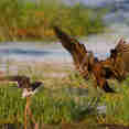 Birding - Nile Queen II