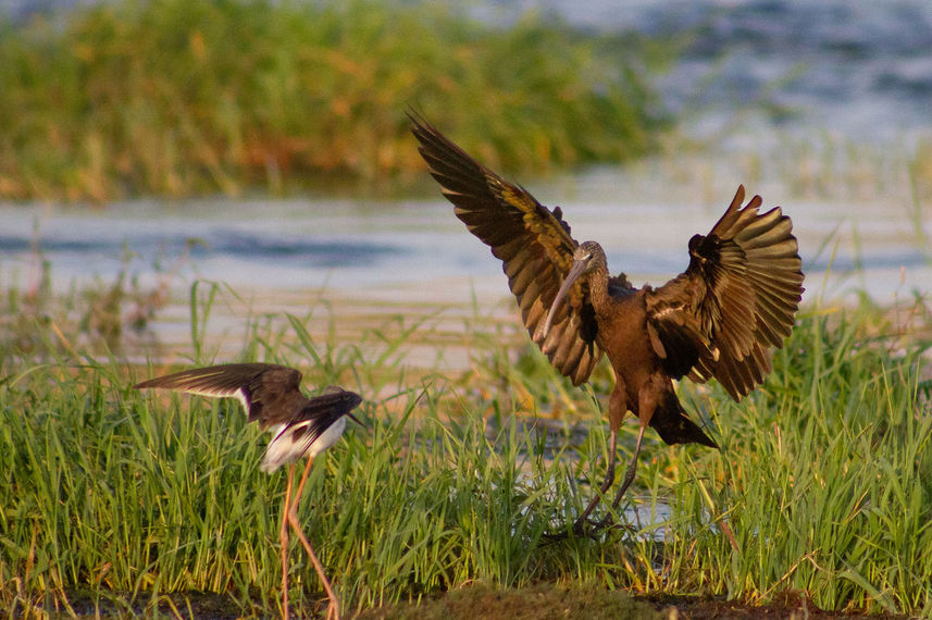 Birding - Nile Queen II
