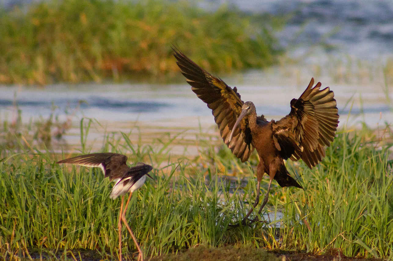 Birding - Nile Queen II