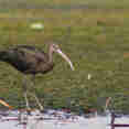 Birding - Nile Queen II