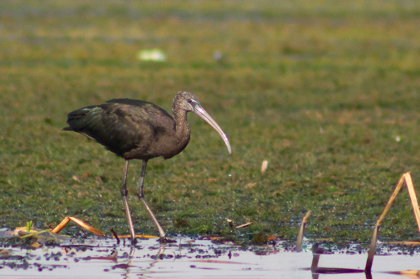 Birding - Nile Queen II