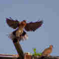 Birding - Nile Queen II