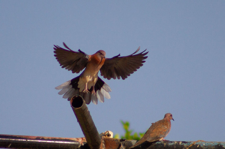 Birding - Nile Queen II