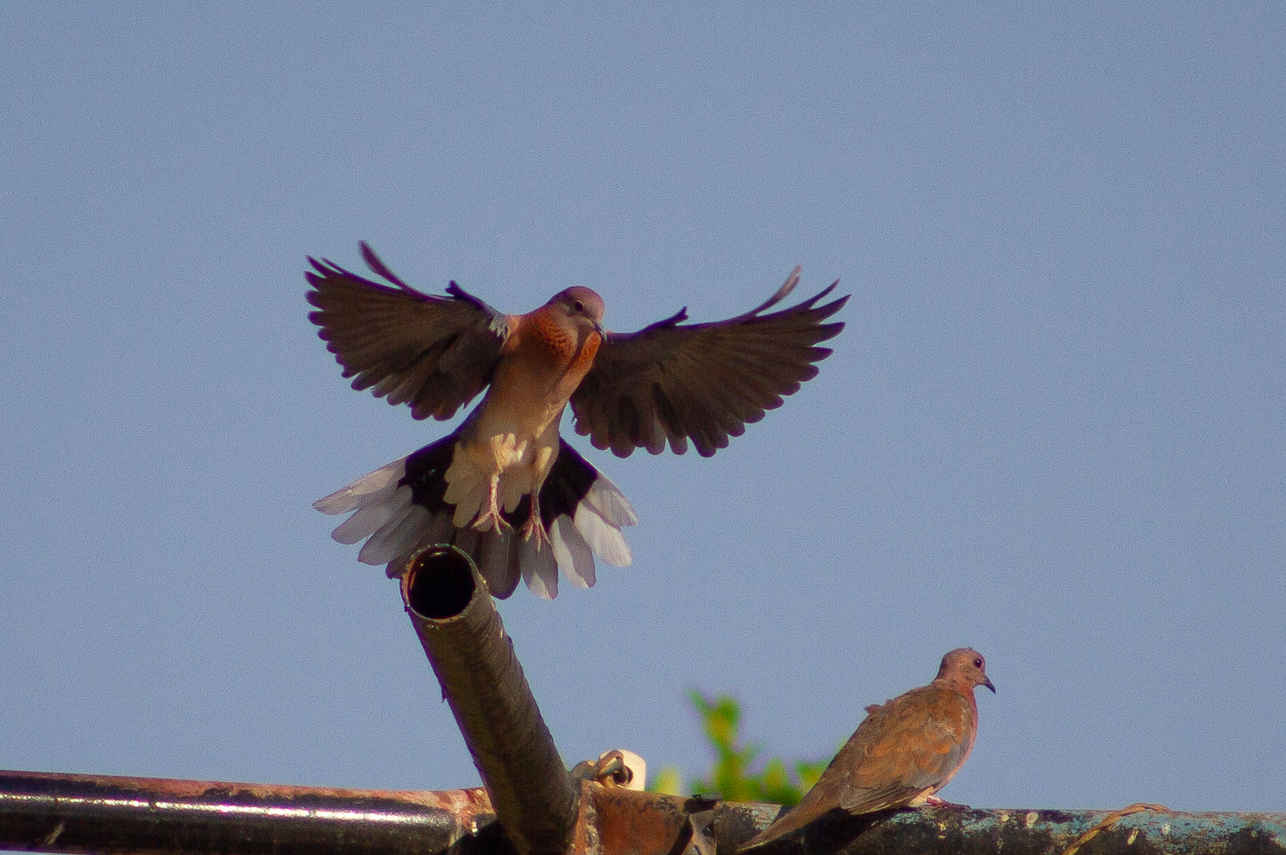 Birding - Nile Queen II