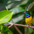 Birding - Nile Queen II