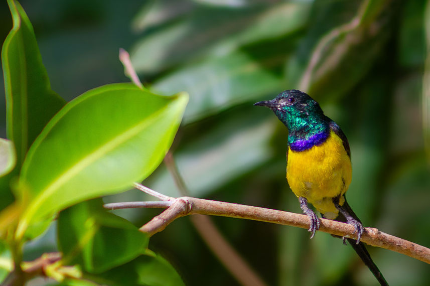 Birding - Nile Queen II