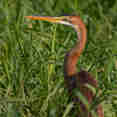 Birding - Nile Queen II