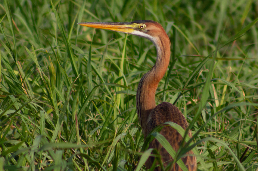 Birding - Nile Queen II