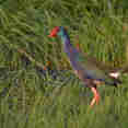 Birding - Nile Queen II
