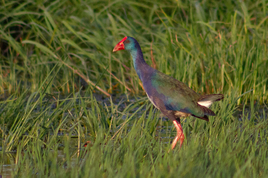 Birding - Nile Queen II