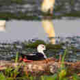 Birding - Nile Queen II