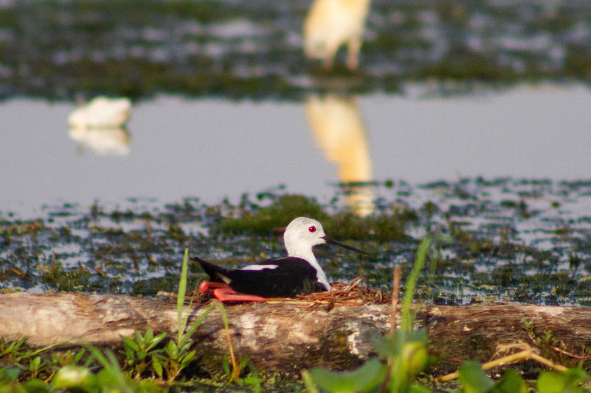 Birding - Nile Queen II