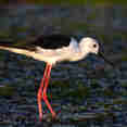 Birding - Nile Queen II