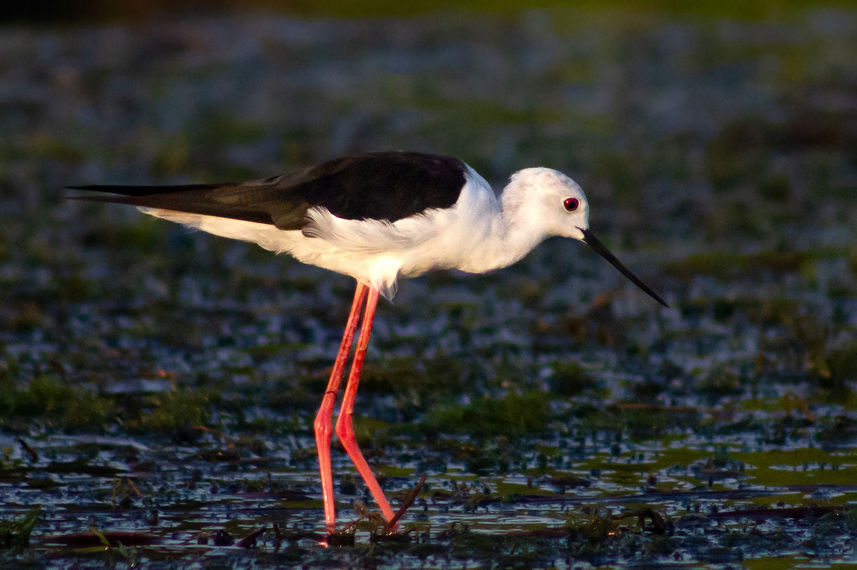Birding - Nile Queen II