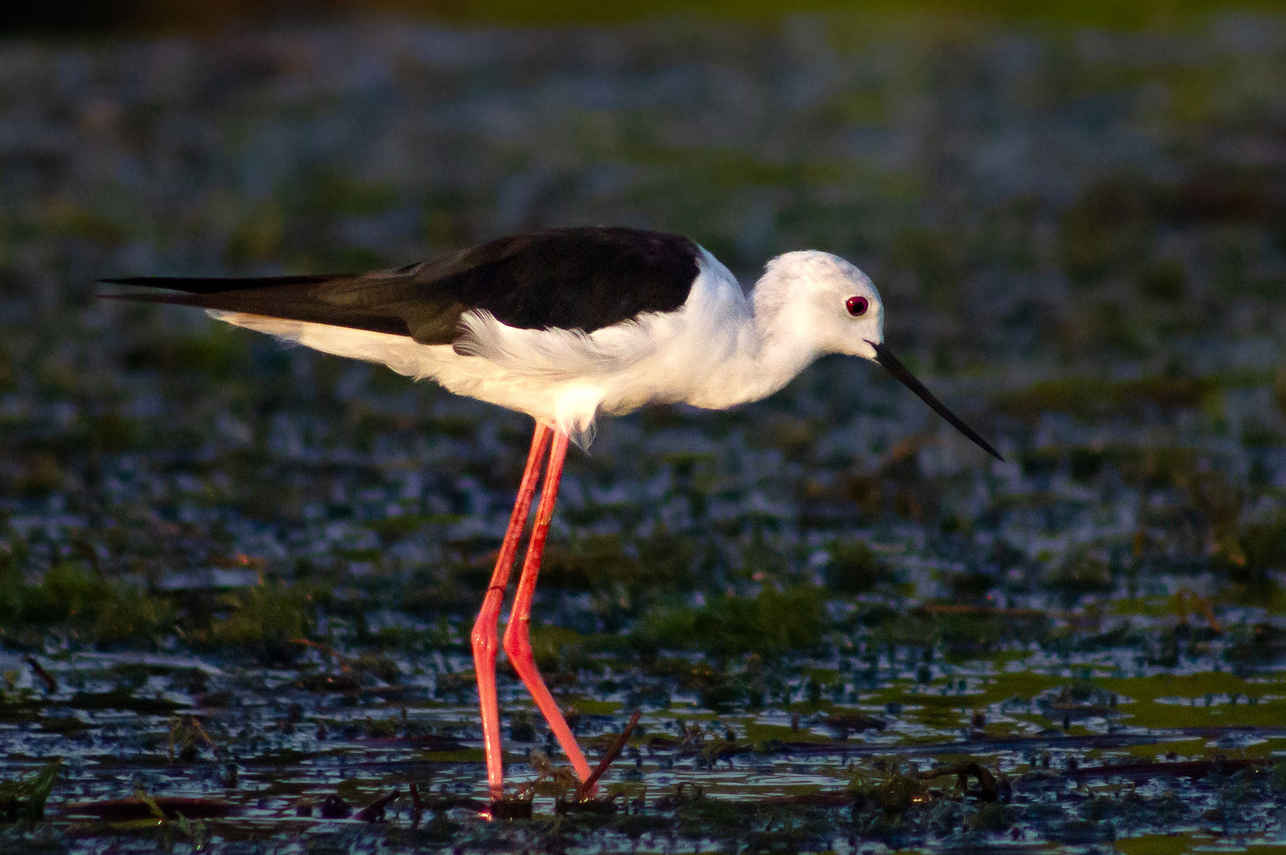 Birding - Nile Queen II