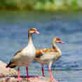 Birding - Nile Queen II