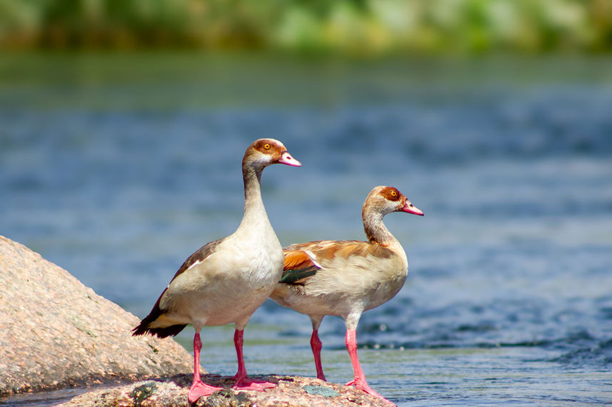 Birding - Nile Queen II