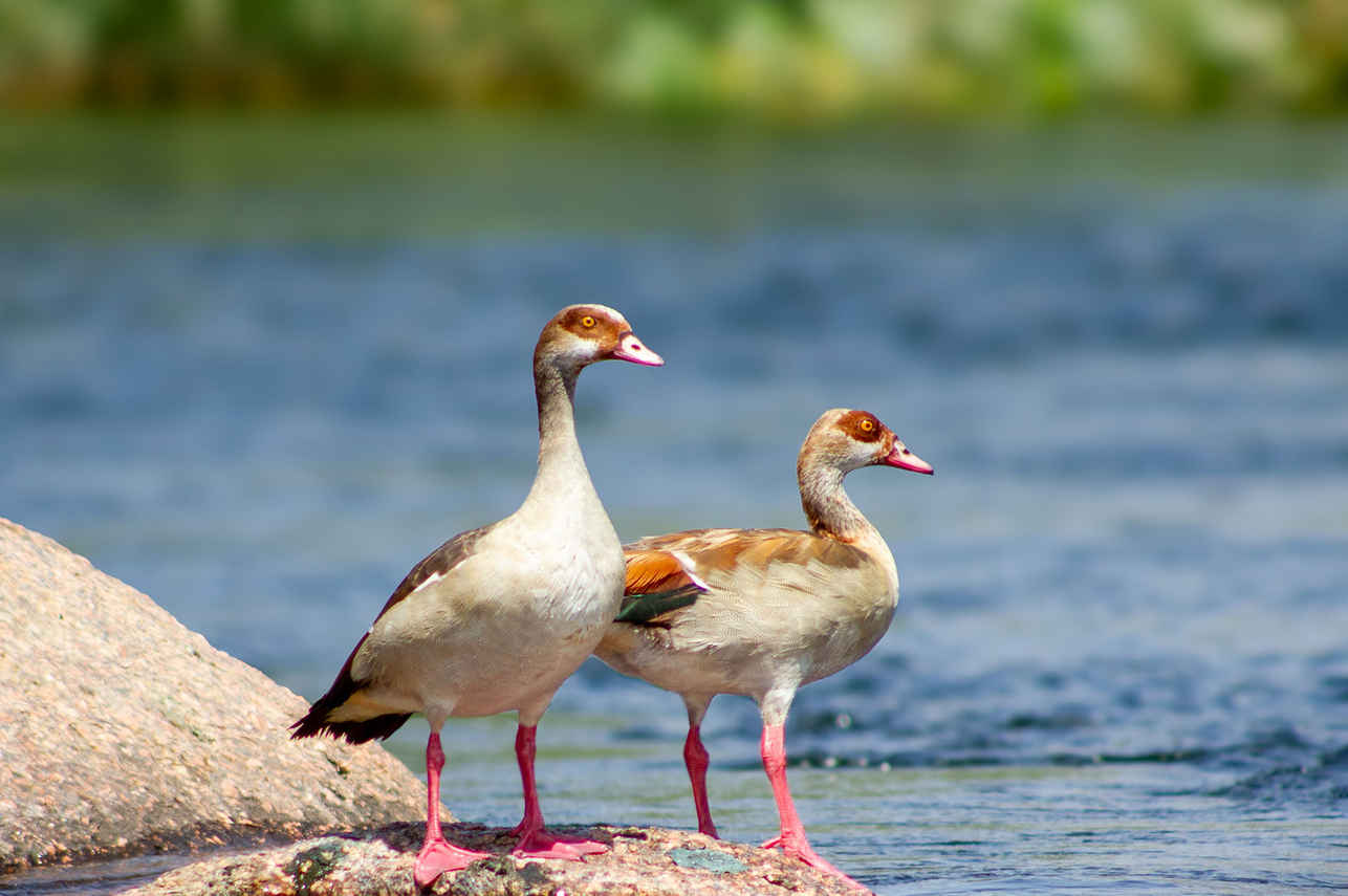 Birding - Nile Queen II