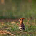 Birding - Nile Queen II