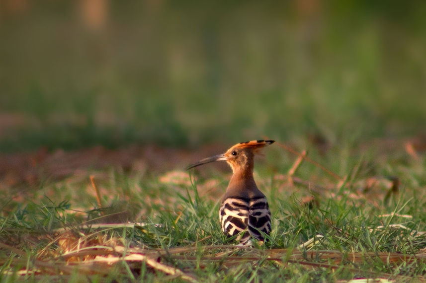 Birding - Nile Queen II