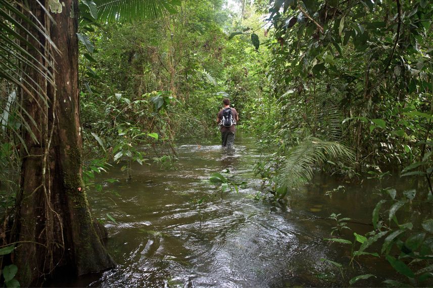 Swamp Exploration