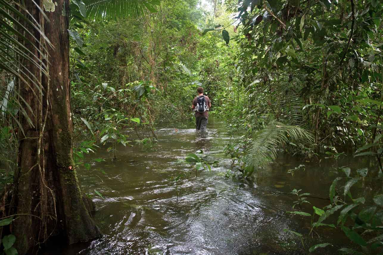 Swamp Exploration