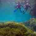 Diving
