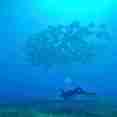 Diving
