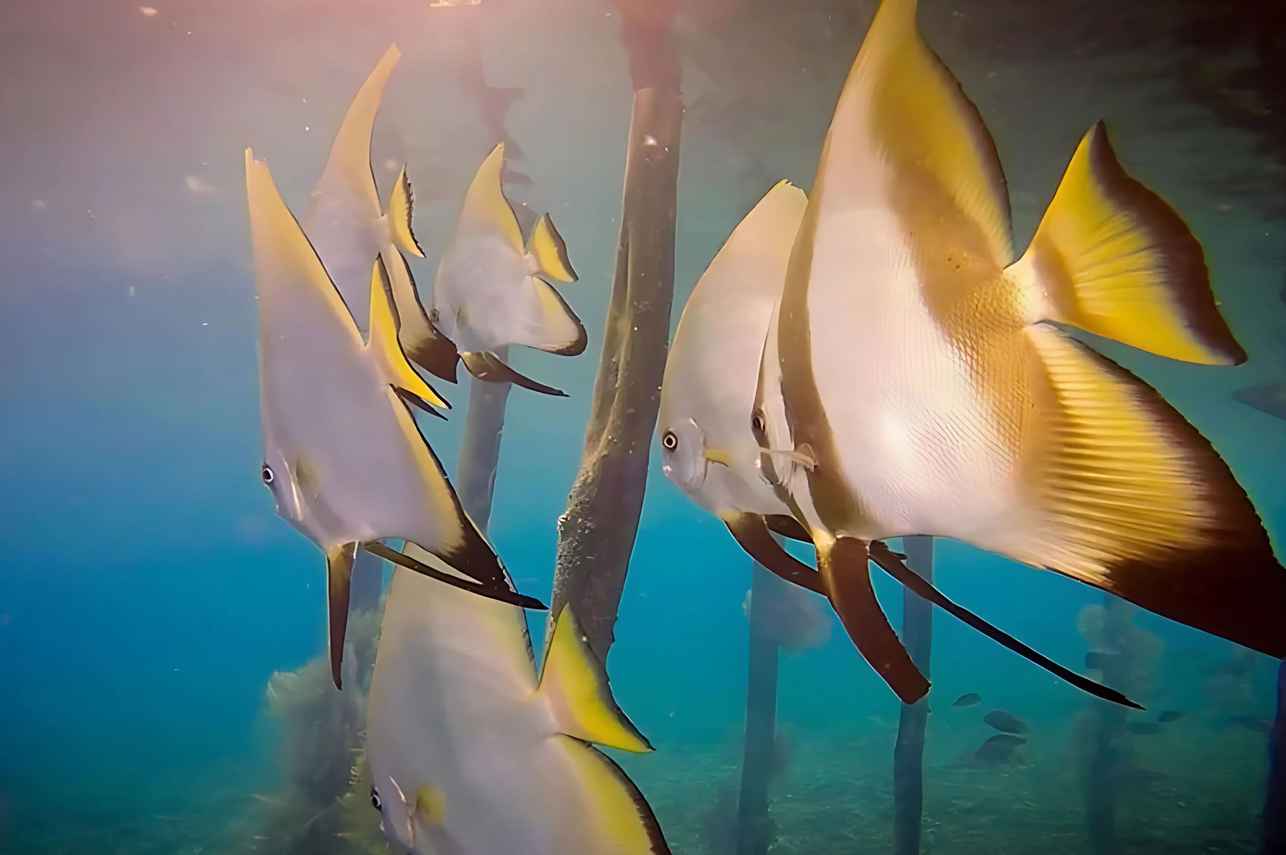 海洋生物 - Wisesa