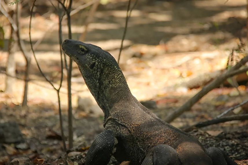 Komodo Dragon