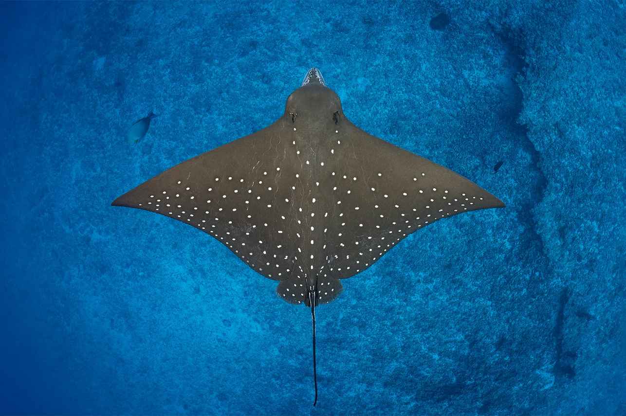 Manta - Dune Black Manta